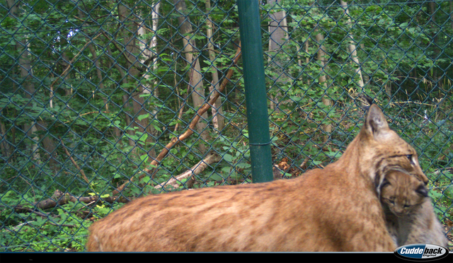 Wildkamera Wildtierland Hainich gGmbH