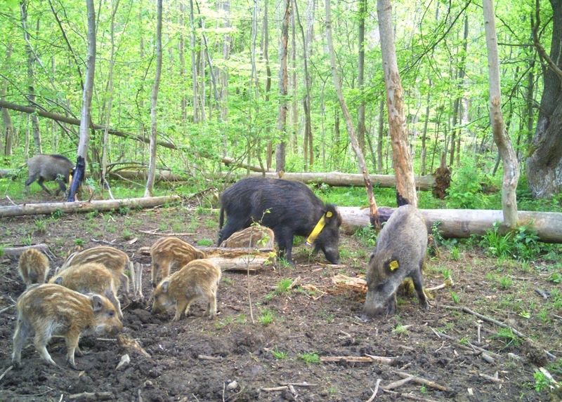 02 18 Wildschwein