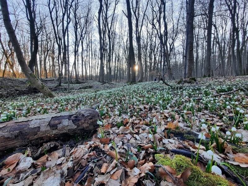 03 08 Märzenbecher