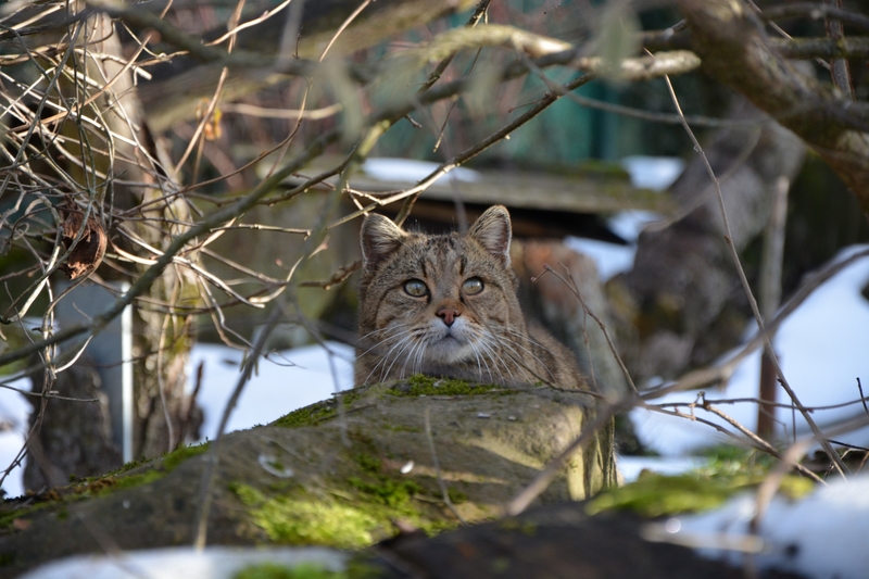 2021 02 Carlo Bildrechte Wildtierland Hainich gGmbH