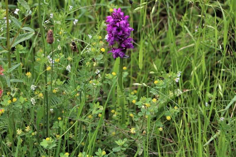 Bild 2 Bildrechte Arne Willenberg Dactylorhiza majalis