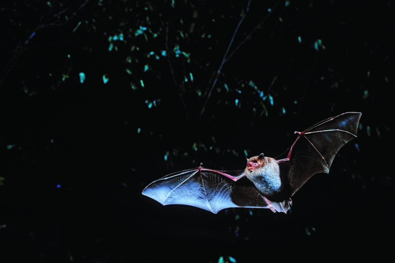 Fledermaus im Hainich