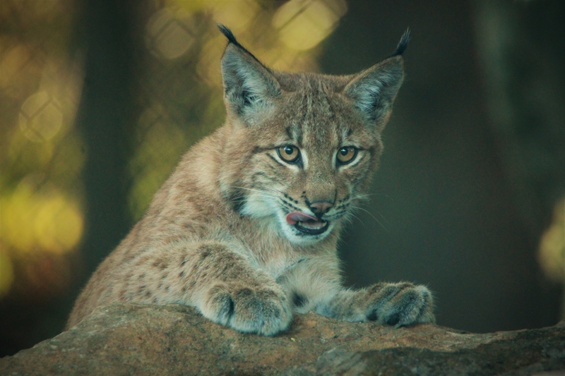 Junger Luchs im Wildkatzendorf Bildrechte Mona Heyn