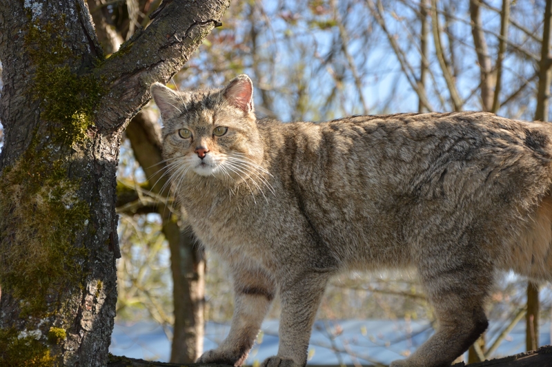 Kater Toco Bildrechte Wildtierland Hainich gGmbH
