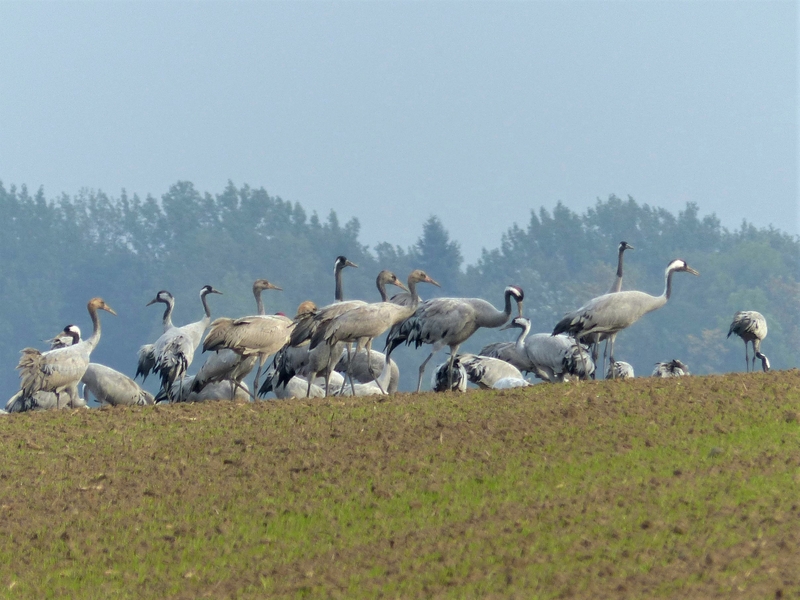 Kraniche im Nationalpark Hainich