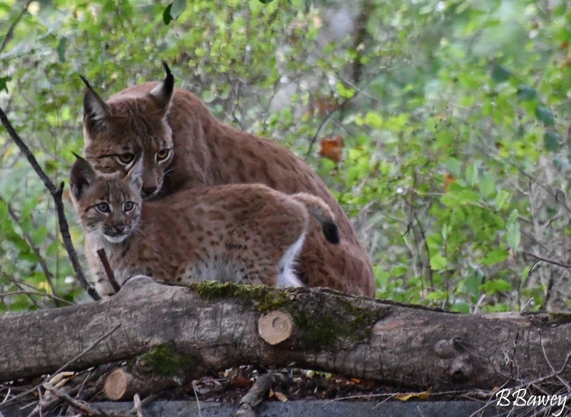 Luchs Mutter und Tochter