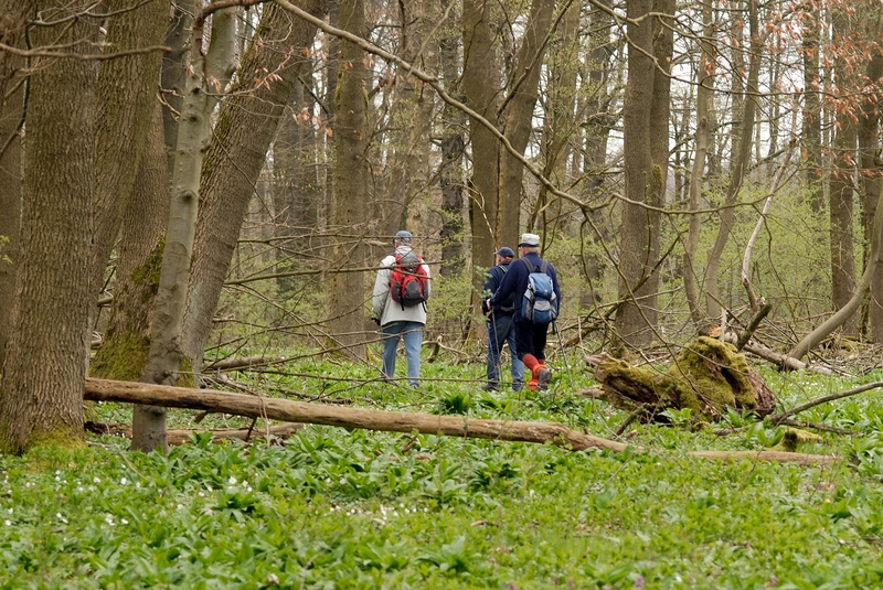 National Park Hainich2020