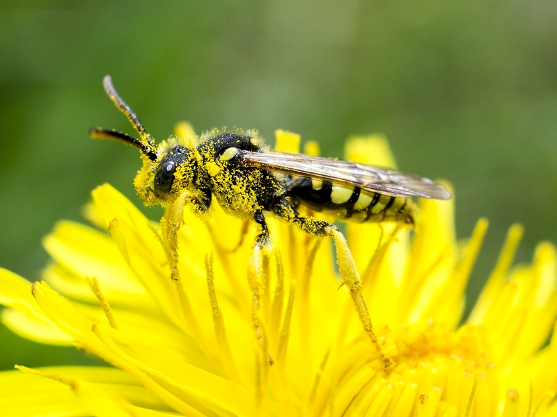 wild biene
