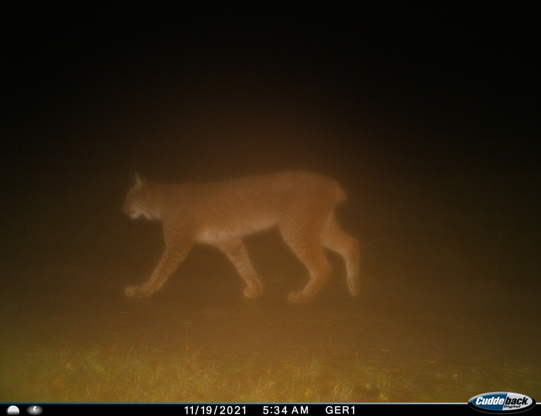 Drei Laender Luchs Th Wald