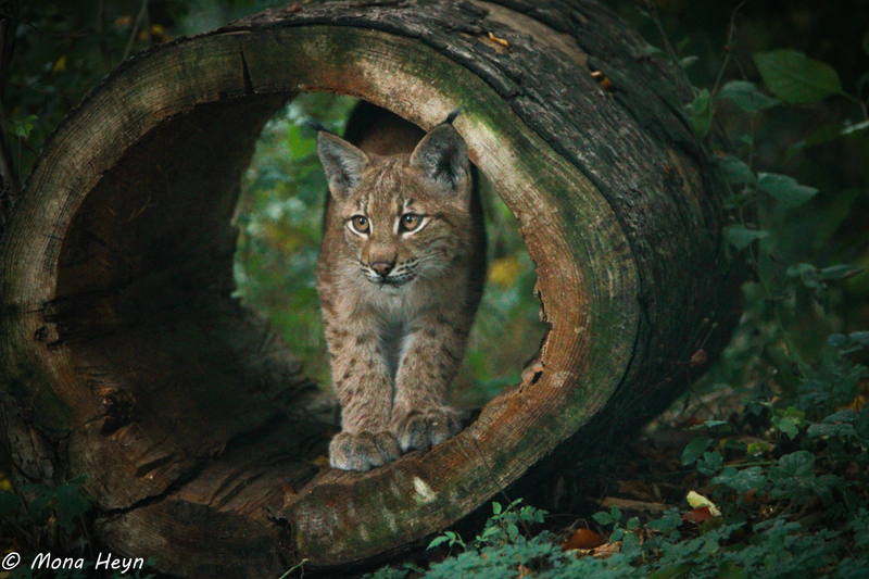 Jungluchs Freya im Wildkatzendorf Bildrechte Mona Heyn