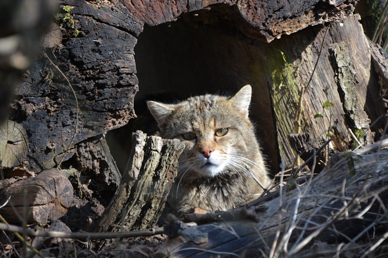 Wildkater Carlo Bildrechte Katrin Vogel web