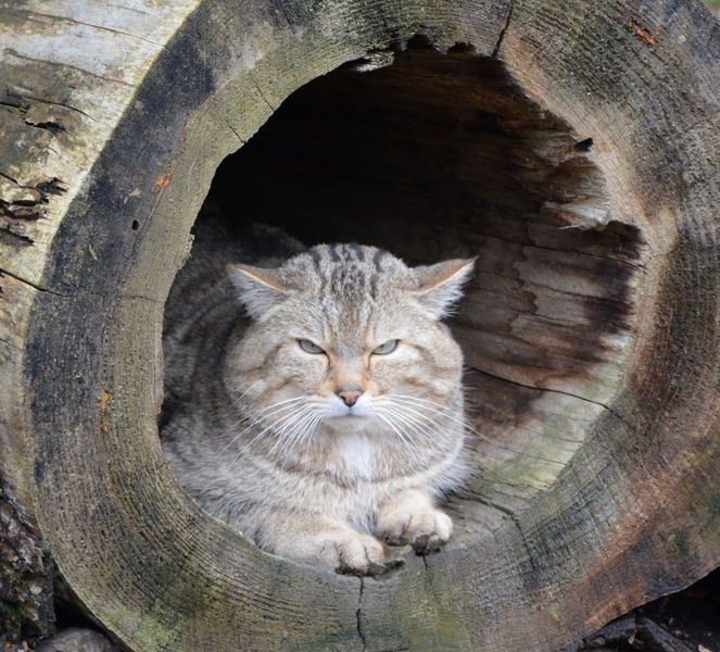 Wildkater Emil Bildrechte Katrin Vogel