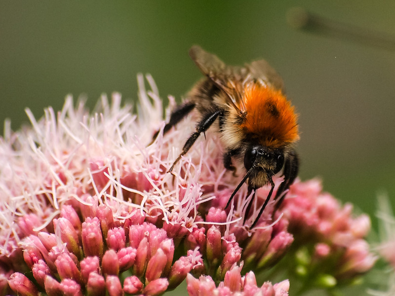 Ackerhummel Kathy Büscher NABU Riteln