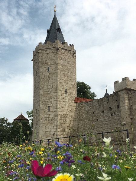 AlexanderDiel Wehrgang Rabenturm Mauerbluemchen