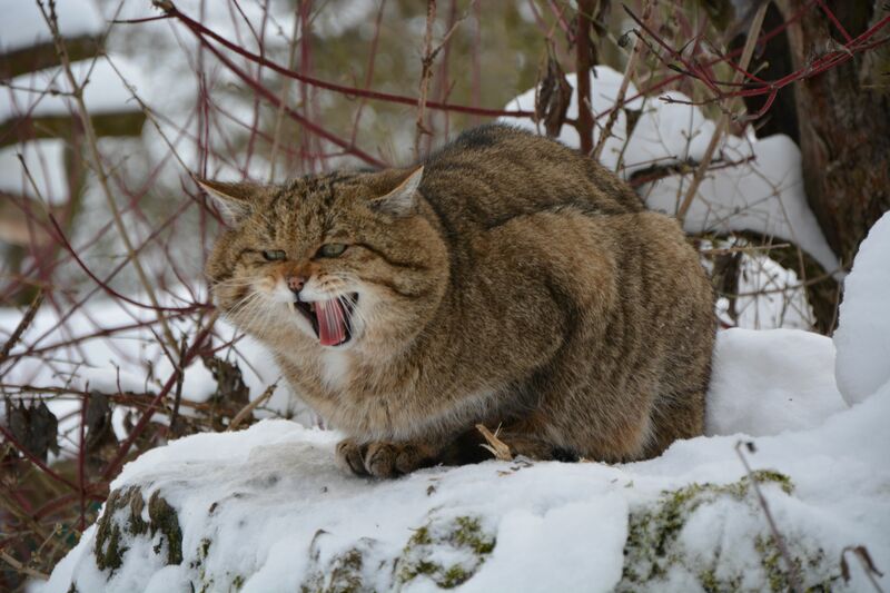 Wildkater Franz im Wildkatzendorf Bildrechte Katrin Vogel 2