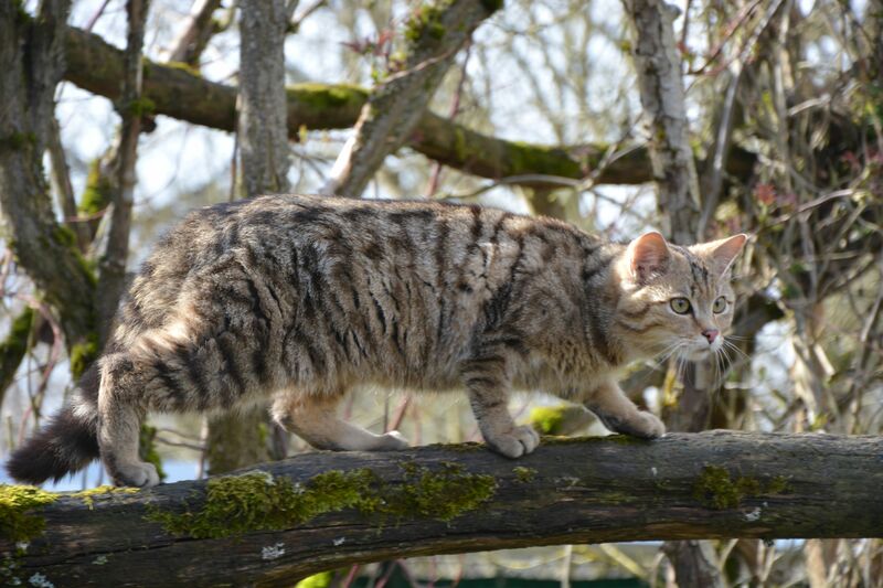 Wildkuder Leo Bildrechte Katrin Vogel