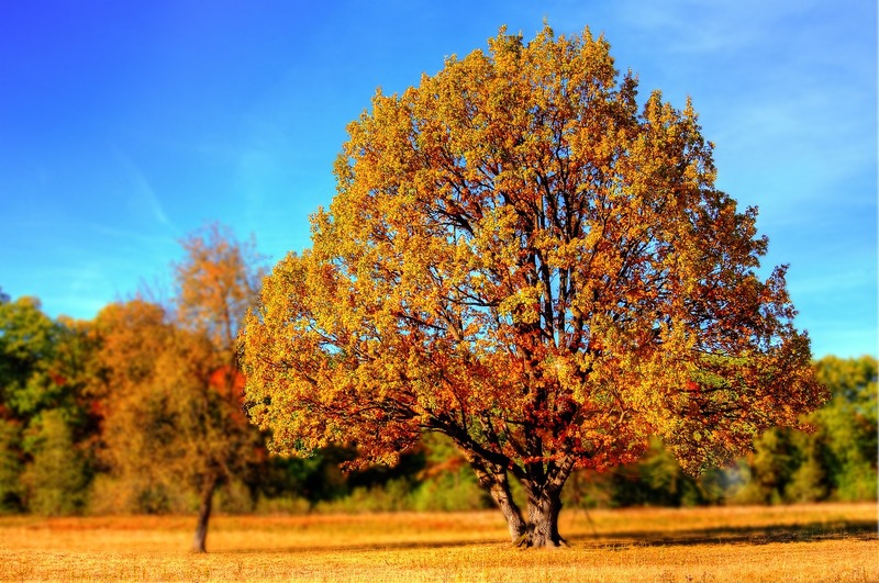 baum
