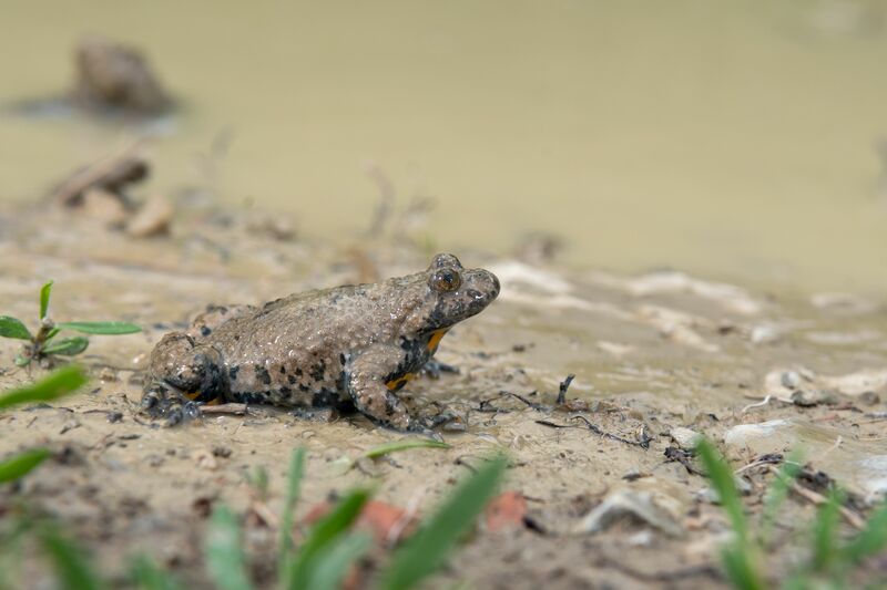 Bild 3 Gelbbauchunke Bildrechte Konrad Kürbis