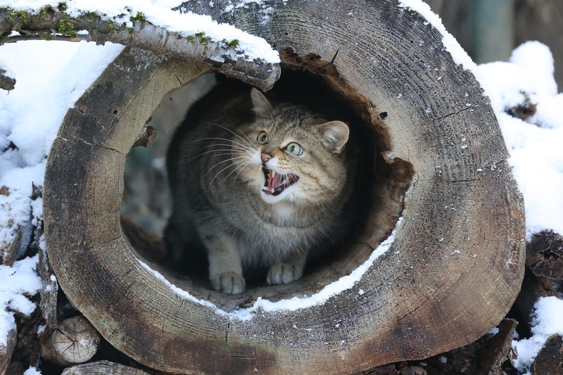 Wildkuder Emil Bildrechte Dr. Bernd Stein