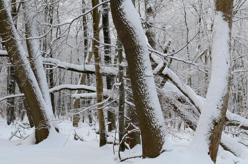 Winter im Nationalpark Hainich