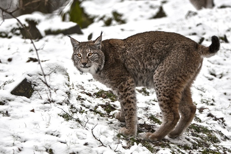 luchs