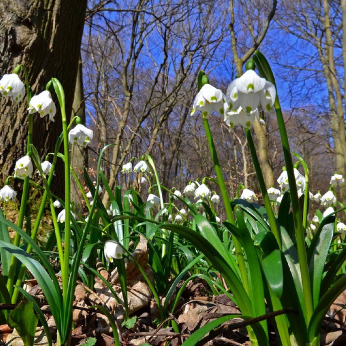 Märzglöckchen läuten den Frühling ein