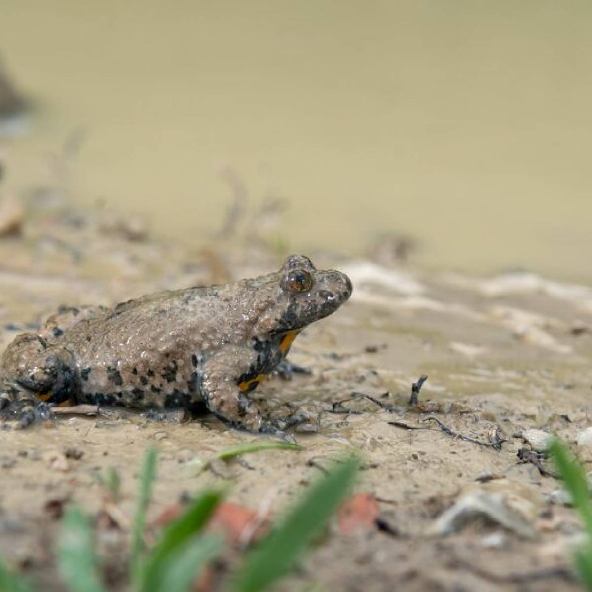  Neue Laichgewässer für die kleine Unke mit den Herzaugen